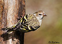 Carduelis spinus